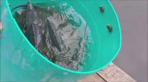 Зарыбление осетром нижнего водоёма 100 кг. Клёвое место, Лосиный остров.
