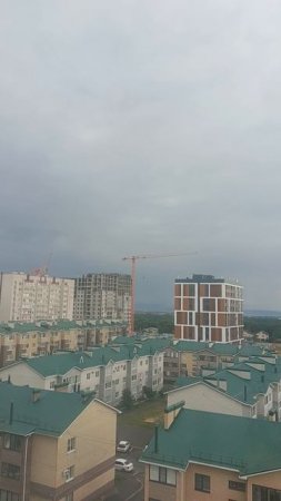 Попугай