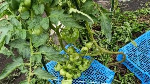 Как ускорить созревание томатов в открытом грунте – 5 проверенных способов! 🍅⏳