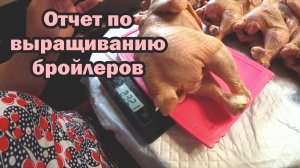 Отчет по выращиванию бройлеров