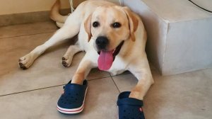 САМЫЕ СМЕШНЫЕ СОБАКИ заставят вас смеяться до слез 🤣🐶 Смешные видео с собаками