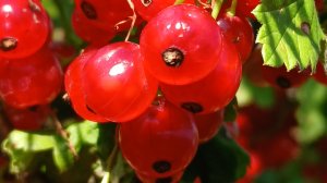 Смородина красивые и яркие бусины висят на ветке 💖👍👍#ягода #дача #топ