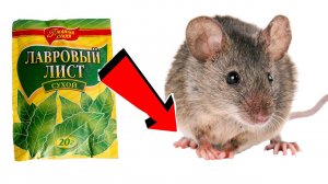 Как избавиться от мышей в квартире За 3 Секунды!.!.!.