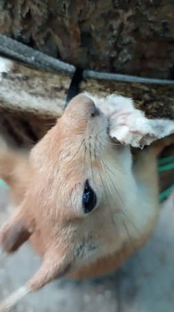 Белка и косточка