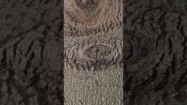 Дерево с глазами или Бутылочное дерево. 🌳👁 #video #shorts #funny #nature #love