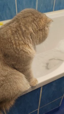 Ни что так не радует, как купание с котом.