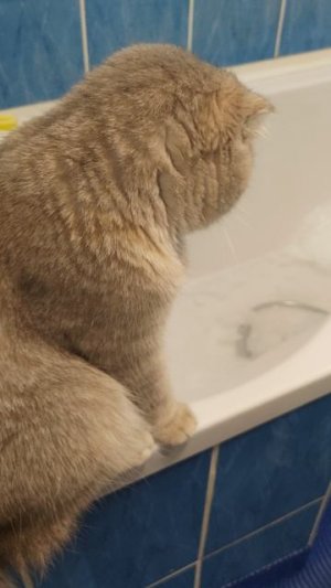 Ни что так не радует, как купание с котом.