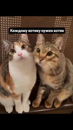 Каждому котику нужен котик