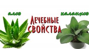 Алоэ и каланхоэ. Лечебные свойства растения