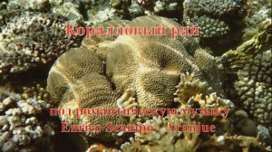 3. Коралл Бороздчатая Фавиямузыку Martian Слезы моей души