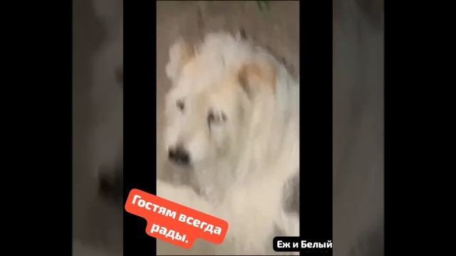 ВаС Очень Просят ЁЖИКИ:Если вы увидите меня в своем огороде, пожалуйста, положите немного еды !