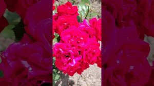 Роза царица цветов