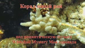 4. Коралловые полипы белого оттенка