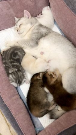 Котятам кошки Кайли 14 дней.