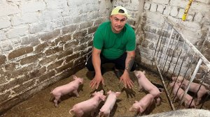 Саня Новиков. Такие у нас впервые. Взвесили поросят.