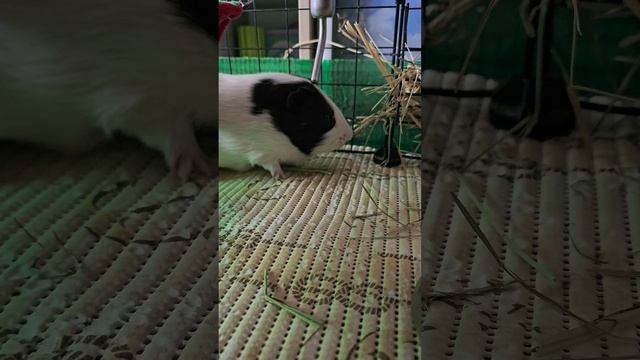 Наши морские свинки - Батон и Изюм. Они забавные и смешные