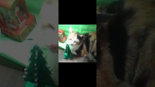 котики