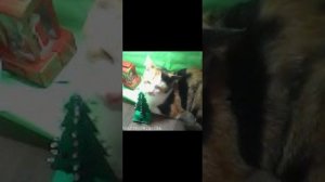 котики