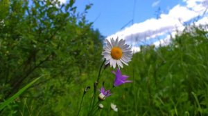 Анна Опарина "Есть люди - "человеки" ...  есть другие"  читает Любовь Б.