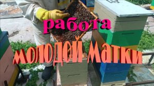 Работа молодой матки. Осмотр шестирамочника