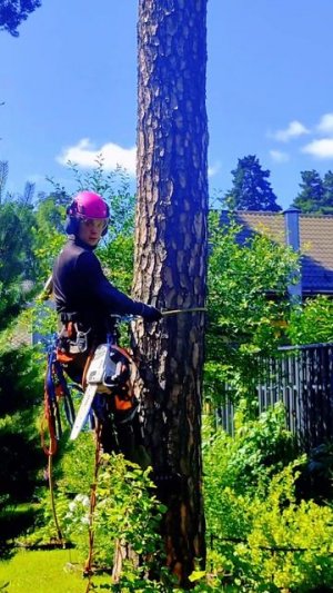 Аккуратное удаление сосны