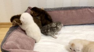 Котятам кошки Кайли 14 дней.