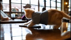 Millions are Cryingas This Kitten Builds a Home for Abandoned Puppies #catai #ca