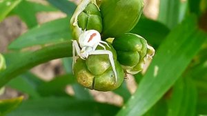 паук цветочный мизумена косолапая (Misumena vatia), самка - семейство бокоходы (Thomisidae)