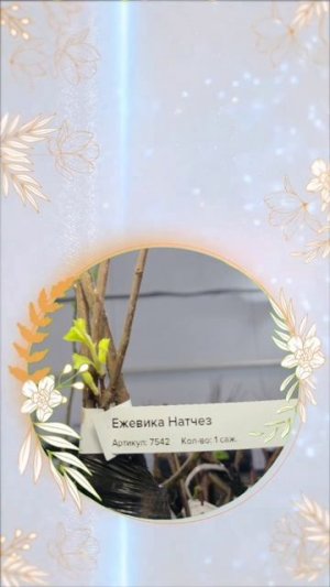 А какая у вас зависимость? 😉 #Гарденмарт_юмор