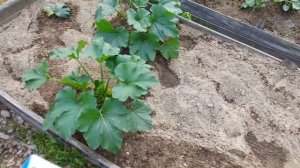 Эксперимент с китайскими кабачками продолжается