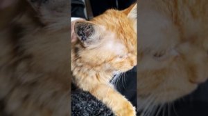 котоки