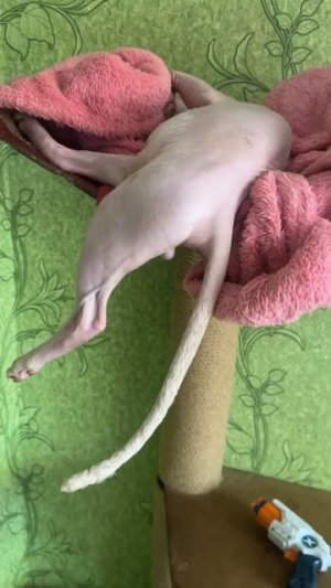 Котик канадского сфинкса спит сладко