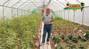 УХОД за ТОМАТАМИ в ИЮНЕ.  Агротехника в теплице и в открытом грунте.