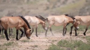 🇨🇳🐴Лошади Пржевальского возвращаются в дикую природу Китая