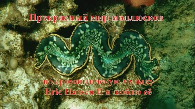 Слайд-шоу 2. Прекрасный мир моллюсков под музыку Mehdi Врата в облака