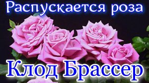 Как распускается роза Клод Брассер - Claude Brasseur (Meilland Франция, 2006)