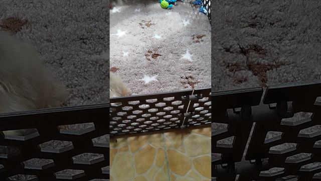 Малышка Мэри💖 01.03.25.