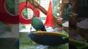 IMG_4368.MP4