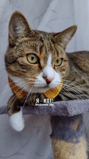 Ты можешь замолчать?😾