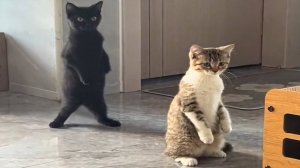 Приколы с котами! Смешные коты - Самые смешные животные С ОЗВУЧКОЙ! Ржака!!