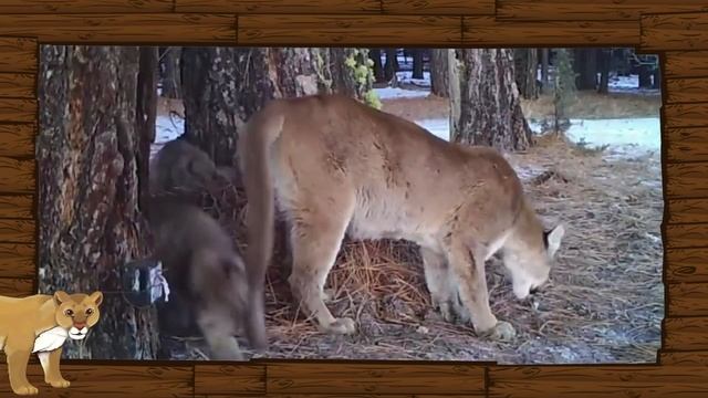 КАК ГОВОРЯТ ЖИВОТНЫЕ- Большой Сборник Учим Животных- Д