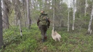 БЕДА В ТАЙГЕ. ЧТО С ТАЁЖНОЙ ИЗБОЙ. ИЗБУ СМЫЛО ВЕСЕННИМ ПАВОДКОМ
