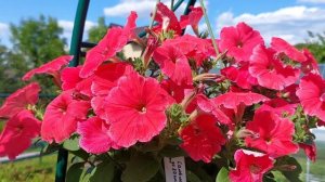 Первый месяц лета, время цветения сирени, белого шиповника, люпинов, ирисов, петуний... | Full HD