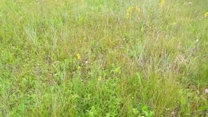 Подмаренник желтый