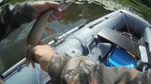 Рыбалка на реке Ока. Джерк. Тейлспиннер.