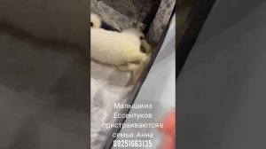 29-06-2025 Бруно и Тихон малыши из Ессентуков