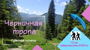 Черничная тропа