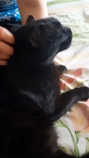 Ищет дом кот Мишка.