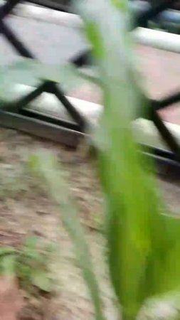 Кукуруза Лакомка на даче от Small Gardens