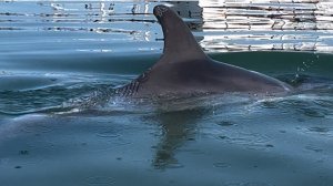 Анапа 27 июня 2025 год. Дельфины очень близко 🐬